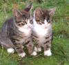 Süße kleine Katerchen  in liebevolle Hände ab zu geben