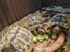Griechische Landschildkröten (Testudo hermanni) Nachzuchten aus 2019,  2021 und 2