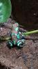 Diverse Nachzuchten verschiedener Dendrobaten Dendrobates Pfeilgiftfrösche Frösc