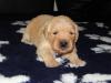 Golden Retriever Rüde mit Papieren