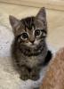 Süße verschmuste Britisch Kurzhaar,  Britisch Langhaar und mix Kitten Katzenbabys
