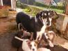 5 Mischlings Welpen suchen ein schönes Zuhause