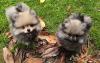 Pomeranian /  Zwergspitz Welpen mit Stammbaum suchen ein neues Liebevolles zuhaus