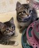 Süße verschmuste Britisch Kurzhaar,  Britisch Langhaar und mix Kitten Katzenbabys