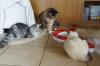 Katzenpension in 51766 Engelskirchen /  Nothilfe für Rassekatzen