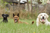Hundepension und Hundeschule Georgia Greuter- Urlaub und Ausbildung,  artgerecht 