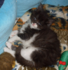 Reinrassiges Maine Coon Babys mit Stammbaum