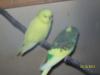 Verkaufe jungs Wellensittiche und neues Vogelzubehör
