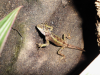 Japalura splendida,  Chinesische Bergagame