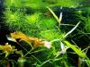Guyana Tausendblatt,  RARITÄT,  Aquarienpflanzen (Versand/  Abholung)