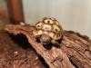Griechische Landschildkröten (Testudo hermanni)