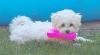 Allergiefreie Bichon frise Welpen