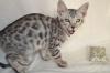 Bengalkitten - Silberwurf - black silver spotted bengal reinrassig