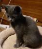 Süße blaue Kätzchen,   Kitten abzugeben