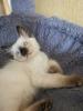 Thai Kitten,  Siam Kitten