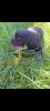 Rottweiler,   Rottweilerwelpen