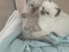 Heilige Birma Kitten traumhafte Schmuser