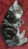 3. Kater abzugeben,  Kitten,  Kätzchen,  männlich