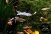 Guppy Mixe,  AKTION!,  7, 50€/  6 Stck. (Versand/  Abholung)