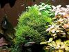 Javamoos,  Aquariumpflanzen (Versand/  Abholung)