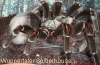 lebende Vogelspinnen