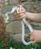 Pantherophis obsoletus white sided zu verkaufen