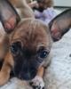 Chihuahua Welpe Bella