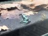 Dendrobates auratus El cope Baumsteiger Frosch