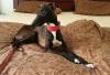 Italienisches Windspiel... Italian Greyhound