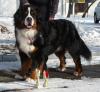 Bernersennenhund Welpe