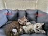 BKH Kitten suchen ab 17.05 ein neues Zuhause