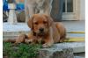 Kinderliebe ruhige Labradorwelpe ab sofort abzugeben