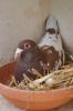 Choco Meulemans Brieftauben