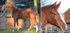 Spitzen Allround-Pferd für Freizeit- und Turniersport,  Springen,  Dressur,  Vielse