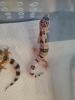 Leopardgeckos NZ 21,  0.1