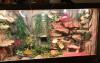 Königspythons mit Terrarium und Zubehör in gute Hände abzugeben