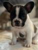 Französische Bulldogge Welpen