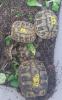 Griechische Landschildkröten NZ 2022