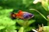Platys,  eigene Zucht (Versand/  Abholung)