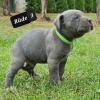 Cane Corso Welpen Reinrassig