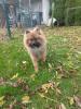 Pomeranian Zwergspitz