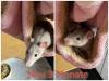 6 Süße Rattenmädels mit Käfigen und Zubehör