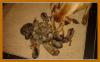 Rhodesian Ridgeback Hurra die Welpen sind da
