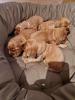 Reinrassige Englische Cocker Spaniel Welpen