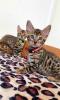 Bengal katze ,  Baby Katzen
