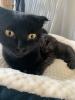 Scottish Fold/ Perser Kitten 