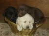 Labrador Retriever Welpen bereit