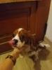 Cavalier King Charles Spaniel Rüde blenheim