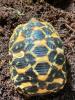 Südindische Sternschildkröten Jungtiere geboren 06/ 2023 mit Papieren