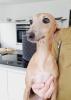 Italienisches Windspiel... Italian Greyhound